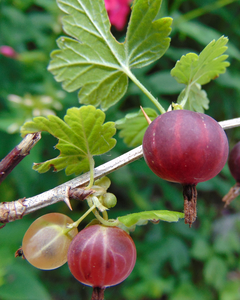 Currant-Gooseberry