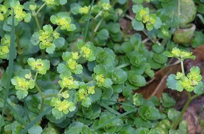 Chrysosplenium oppositifolium