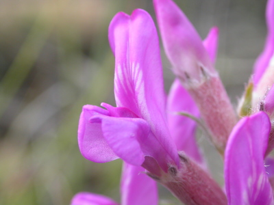 Oxytropis lambertii