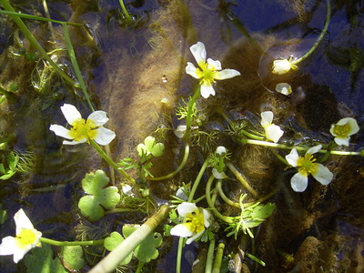 Ranunculus aquatilis