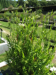 Water Parsnip