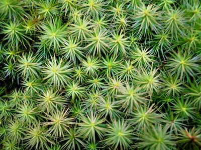 Polytrichum juniperinum