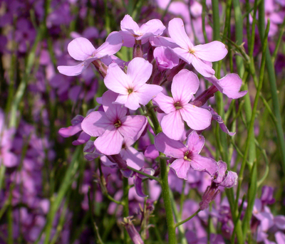 Hesperis matronalis