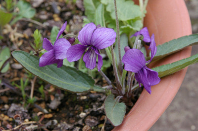 Viola mandshurica