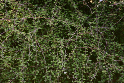 Coprosma virescens