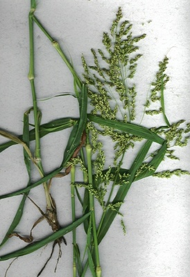 Panicum antidotale