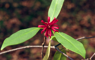 Illicium floridanum