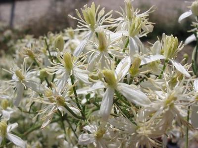 Clematis flammula