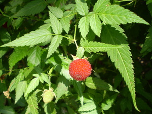 Mauritius Raspberry