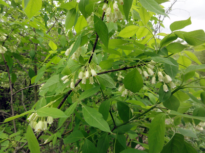 Staphylea trifolia