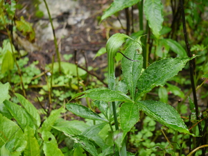 Arisaema jacquemontii