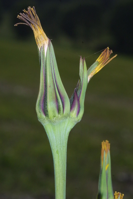 Tragopogon pratensis