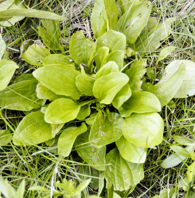 Plantago rugelii