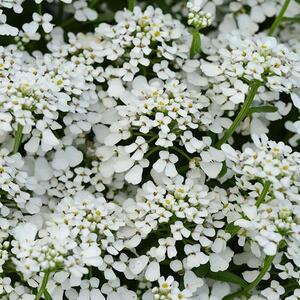 Candytuft "Summer Snowdrift"