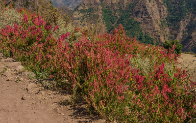 Rumex abyssinicus