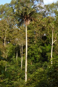 Wax Palm