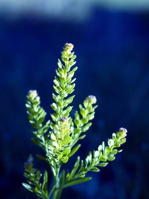 Lepidium densiflorum