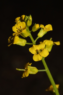 Barbarea orthoceras