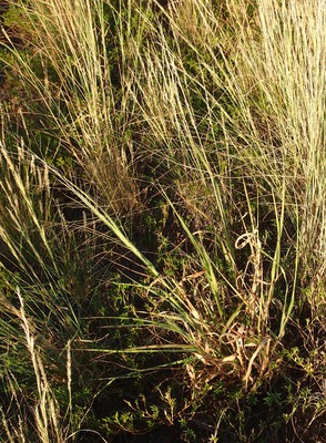 Panicum decompositum