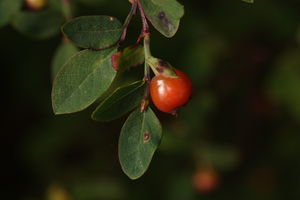 Red Huckleberry