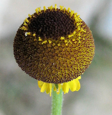 Helenium puberulum