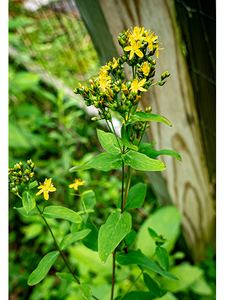 Spotted St. John's Wort