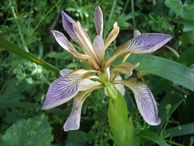 Iris foetidissima