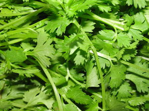 Coriandrum sativum