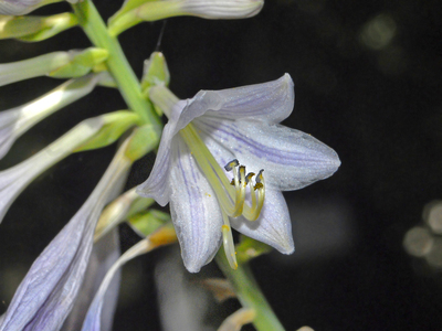 Hosta nigrescens