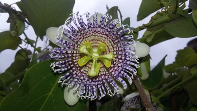 Passiflora actinia