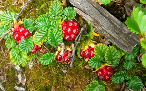 Rubus geoides