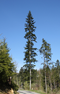 Silver Fir