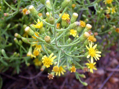 Dittrichia viscosa