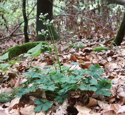 Sanicula europaea