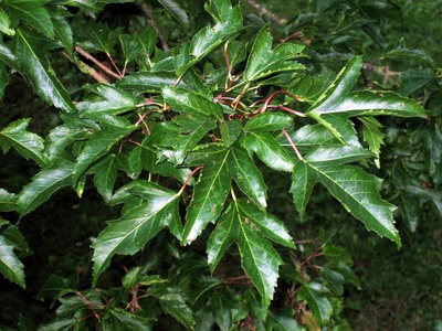 Acer ginnala