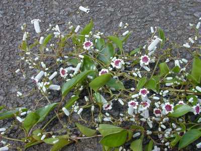 Paederia foetida