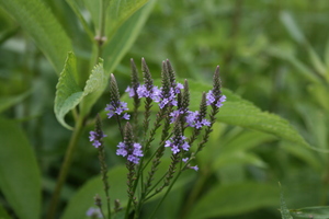 American Blue Vervain