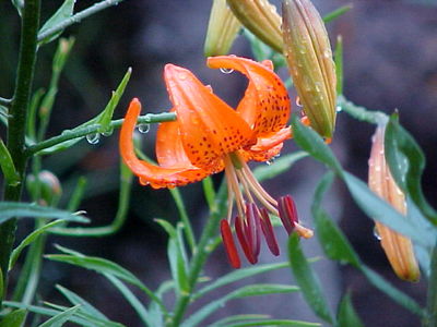 Lilium davidii