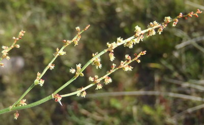 Rumex angiocarpus