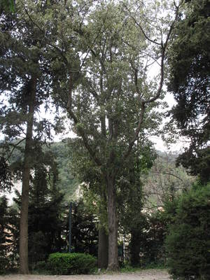 Quercus leucotrichophora