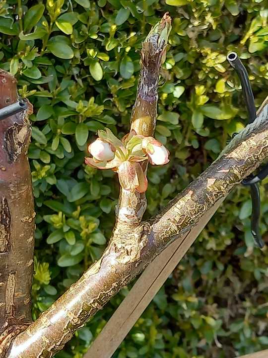 My cherry which was planted 2 years ago, has flowers. I'm so happy.