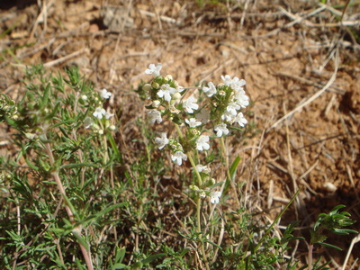 Thymus zygis