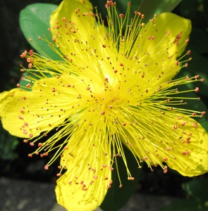 Matted St John's Wort