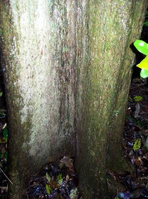 Ehretia acuminata