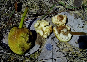 Marang