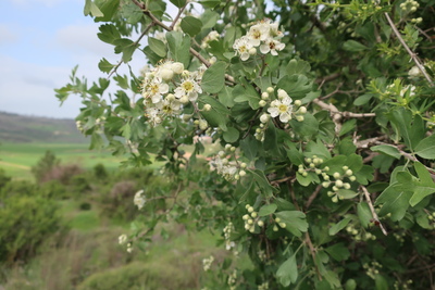 Crataegus azarolus