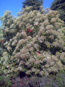 Taiwanese photinia