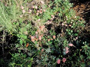 Eriogonum grande var. rubescens