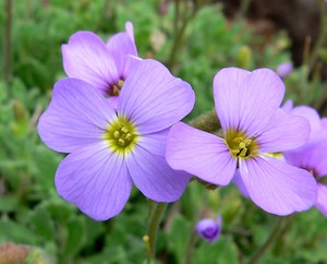 Aubretia