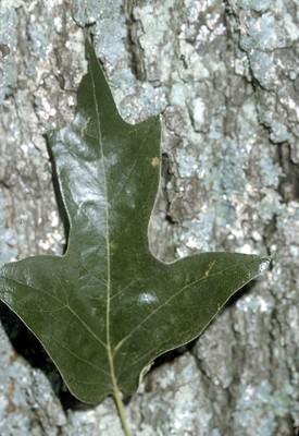 Quercus falcata